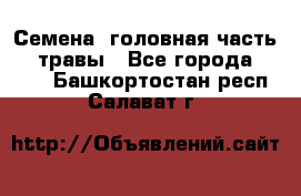 Семена (головная часть))) травы - Все города  »    . Башкортостан респ.,Салават г.